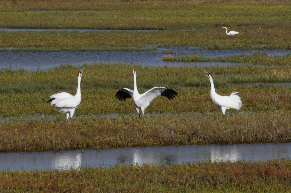 Whooping Crane & Coastal Birding Tour